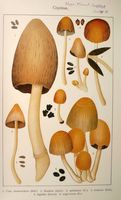 Coprins. Planche Ricken 22. Cliquer pour agrandir l'image.
