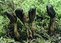 Cordyceps faux-ophioglosse. Cliquer pour agrandir l'image.