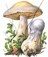 Cortinaire à odeur de poire. Dessin. Cliquer pour agrandir l'image.