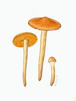 Cortinaire cannelle. Dessin. Cliquer pour agrandir l'image.