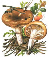 Cortinaire muqueux. Dessin. Cliquer pour agrandir l'image.
