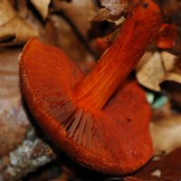 Cortinaire rouge cinabre. Hyménophore, Fontaine-au-Loup. Cliquer pour agrandir l'image.