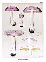 Cortinaire violet. Dessin d'identification. Cliquer pour agrandir l'image.