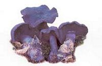 Cortinaire violet. Cliquer pour agrandir l'image.