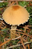 Cystoderme amiantacé. Cliquer pour agrandir l'image.