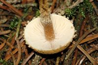Cystoderme amiantacé. Cliquer pour agrandir l'image.