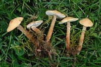 Cystoderme amiantacé. Cliquer pour agrandir l'image.
