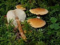 Cystoderme amiantacé. Cliquer pour agrandir l'image.