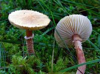 Cystoderme amiantacé. Cliquer pour agrandir l'image.