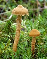 Cystoderme amiantacé. Cliquer pour agrandir l'image.