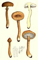 Cystoderme amiantacé. Planche d'identification. Cliquer pour agrandir l'image.