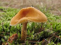 Cystoderme amiantacé. Cliquer pour agrandir l'image.