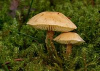 Cystoderme amiantacé. Cliquer pour agrandir l'image.