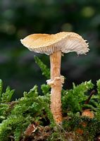 Cystoderme amiantacé. Cliquer pour agrandir l'image.
