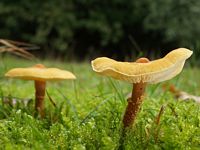 Cystoderme amiantacé. Cliquer pour agrandir l'image.