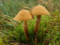 Cystoderme amiantacé. Cliquer pour agrandir l'image.