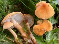 Cystoderme amiantacé. Cliquer pour agrandir l'image.