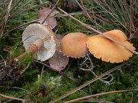 Cystoderme amiantacé. Cliquer pour agrandir l'image.