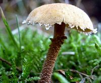 Cystoderme amiantacé. Cliquer pour agrandir l'image.