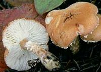 Cystoderme granuleux. Cliquer pour agrandir l'image.