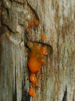 Dacrymyce déliquescent. Puy des Gouttes. Cliquer pour agrandir l'image.