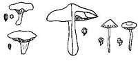 Entolomatacées. Cliquer pour agrandir l'image.