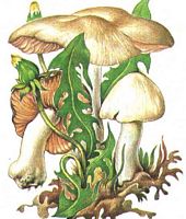 Entolome des haies. Dessin. Cliquer pour agrandir l'image.