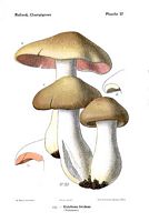 Entolome livide. Dessin d'identification. Cliquer pour agrandir l'image.