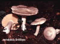 Entolome livide. Cliquer pour agrandir l'image.