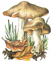 Entolome livide. Dessin. Cliquer pour agrandir l'image.