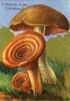 Entolome livide. Dessin d'identification avec lactaire à toison. Cliquer pour agrandir l'image.