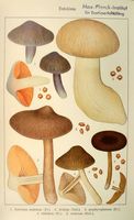 Entolomes. Planche Ricken 72. Cliquer pour agrandir l'image.