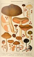 Entolomes. Planche Ricken 73. Cliquer pour agrandir l'image.