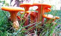 Faux clitocybe lumineux. Cliquer pour agrandir l'image.