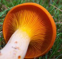 Faux clitocybe lumineux. Cliquer pour agrandir l'image.