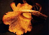 Faux clitocybe de l'olivier. Cliquer pour agrandir l'image.