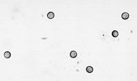 Spores. Cliquer pour agrandir l'image.