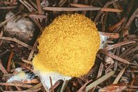 Fleur de tan. Cliquer pour agrandir l'image.