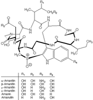 Amanitine. Cliquer pour agrandir l'image.