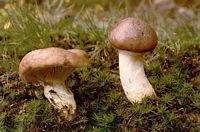 Gomphide glutineux. Cliquer pour agrandir l'image.