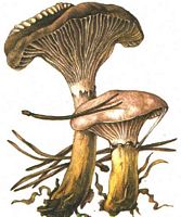 Gomphide glutineux. Dessin. Cliquer pour agrandir l'image.