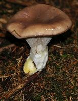 Gomphide glutineux. Les Roches. Cliquer pour agrandir l'image.