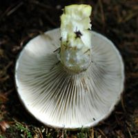 Gomphide glutineux. Hyménophore. Les Roches. Cliquer pour agrandir l'image.