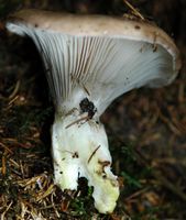Gomphide glutineux. Pied. Les Roches. Cliquer pour agrandir l'image.