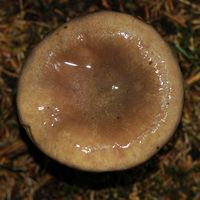 Gomphide glutineux. Les Roches. Cliquer pour agrandir l'image.
