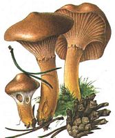 Gomphide rutilant. Dessin. Cliquer pour agrandir l'image.