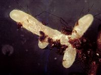 Gomphide rutilant. Mycorhize du gomphide rutilant et du pin. Cliquer pour agrandir l'image.