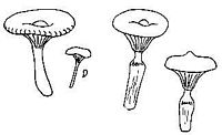 Gomphidiacées. Cliquer pour agrandir l'image.
