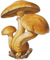Gymnopile du sapin- Dessin. Cliquer pour agrandir l'image.