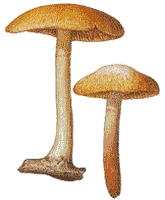 Gymnopile du sapin. Dessin du champignon jeune. Cliquer pour agrandir l'image.